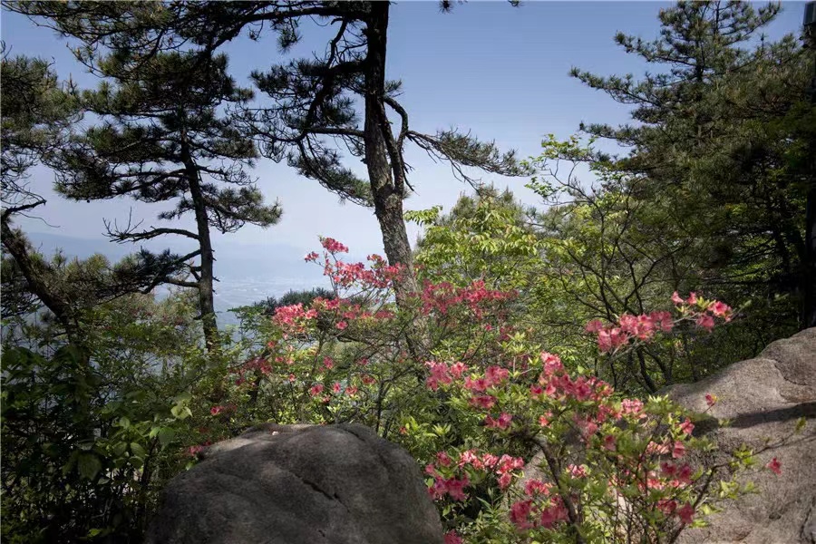 九华山：花台最美五月天