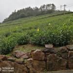 黄山怡美农家乐怎么样(住宿体验)