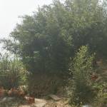 九华山绿洲生态庄园怎么样(住宿体验)