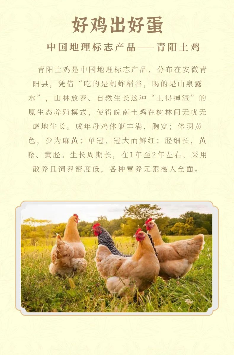 我很土，但我土的有滋有味，有营养——青阳土鸡蛋