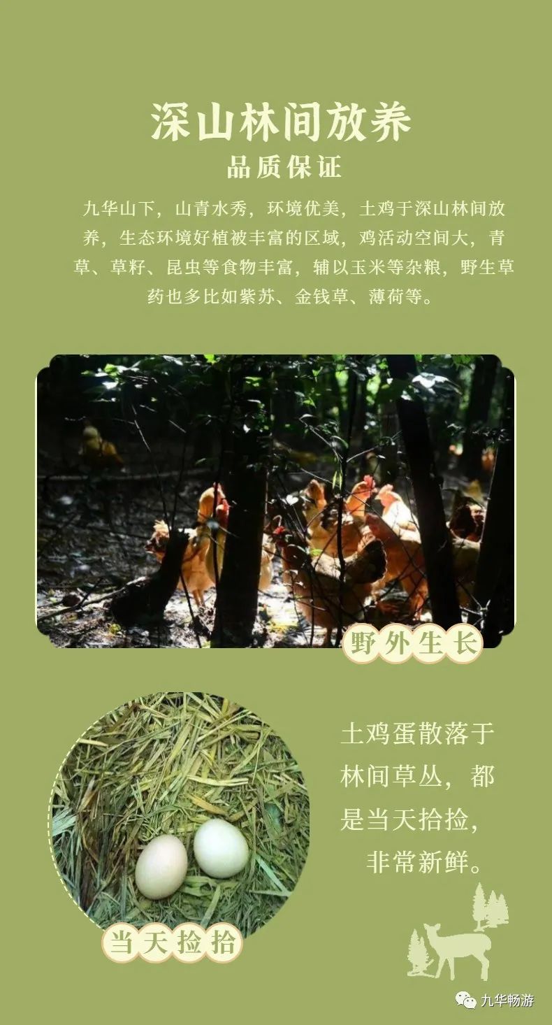 我很土，但我土的有滋有味，有营养——青阳土鸡蛋